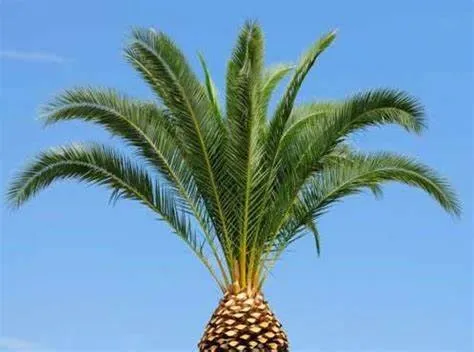 Reliable yard maintenance with custom design across Port St. Lucie, FL - A Touch of Magic PM