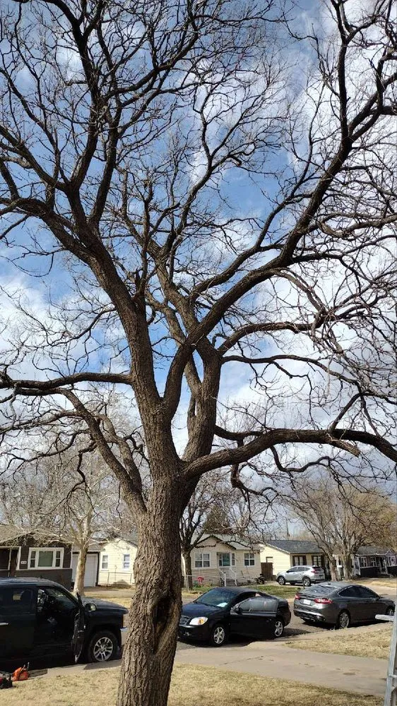 Expert yard cleanup service in Amarillo, TX by A-Town Lawn Care Solutions