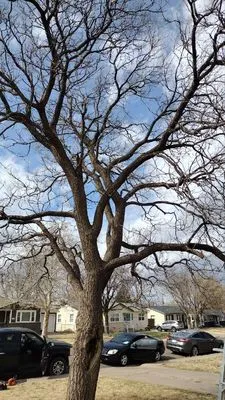 A-Town Lawn Care Solutions Logo