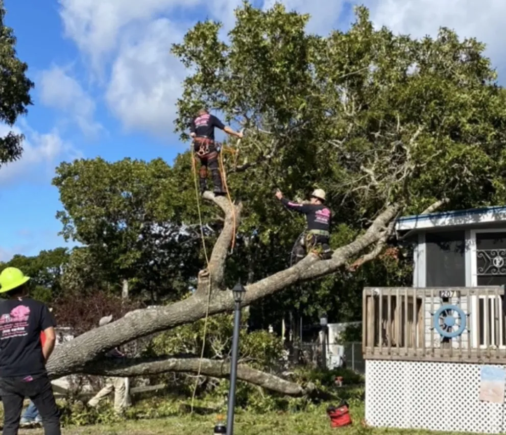 Expert outdoor landscaping experts serving Supply, NC - A+ Tree & Landscaping