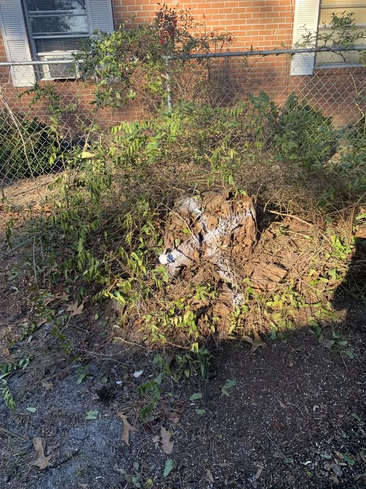 Professional yard cleanup service experts serving Supply, NC - A+ Tree & Landscaping