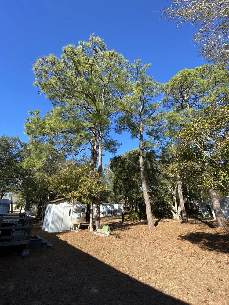 Top-rated landscape installation in Supply, NC - A+ Tree & Landscaping