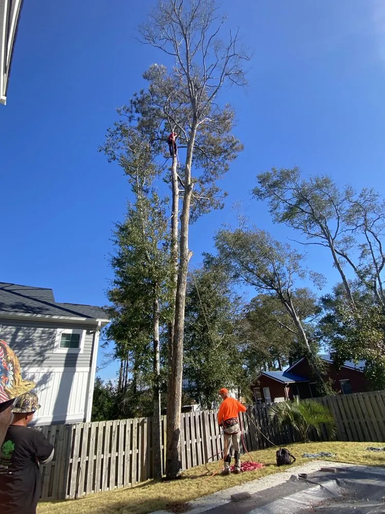 Top-rated residential landscaping for year-round maintenance in Supply, NC by A+ Tree & Landscaping