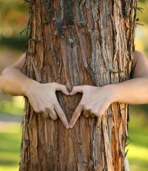 Affordable landscape installation in Cartersville, GA - A+ Tree Care