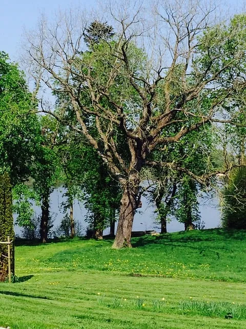 Professional lawn care service experts serving Cartersville, GA - A+ Tree Care