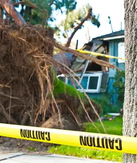 Custom yard maintenance in Cartersville, GA by A+ Tree Care