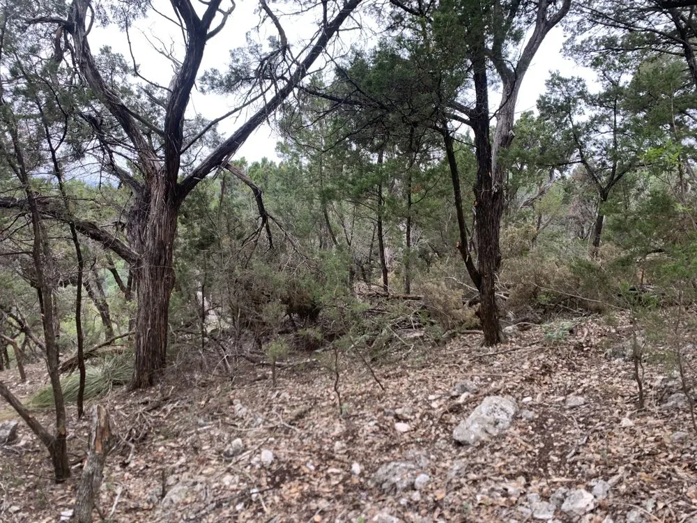 Local landscape design for year-round maintenance in Cedar Park, TX by A+ Tree Service