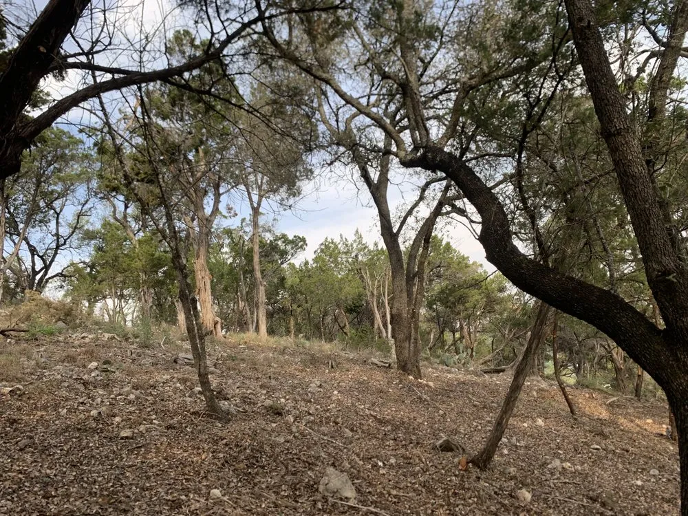 Professional lawn care service in Cedar Park, TX - A+ Tree Service