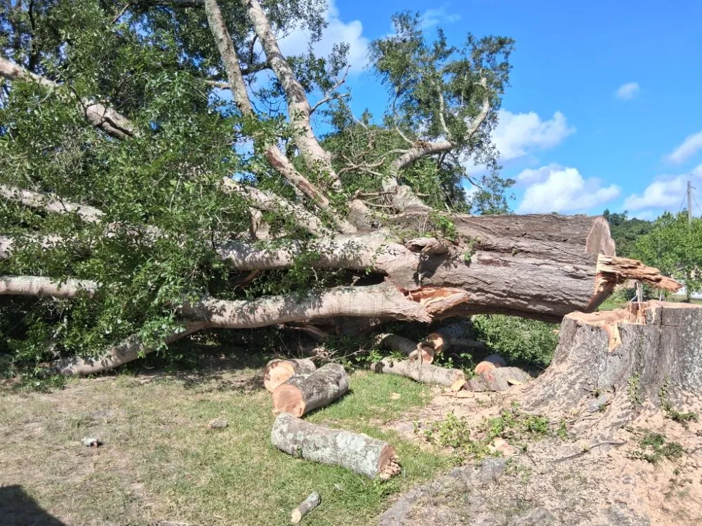 Professional lawn mowing service in Lumberton, TX - A Unity Tree Service