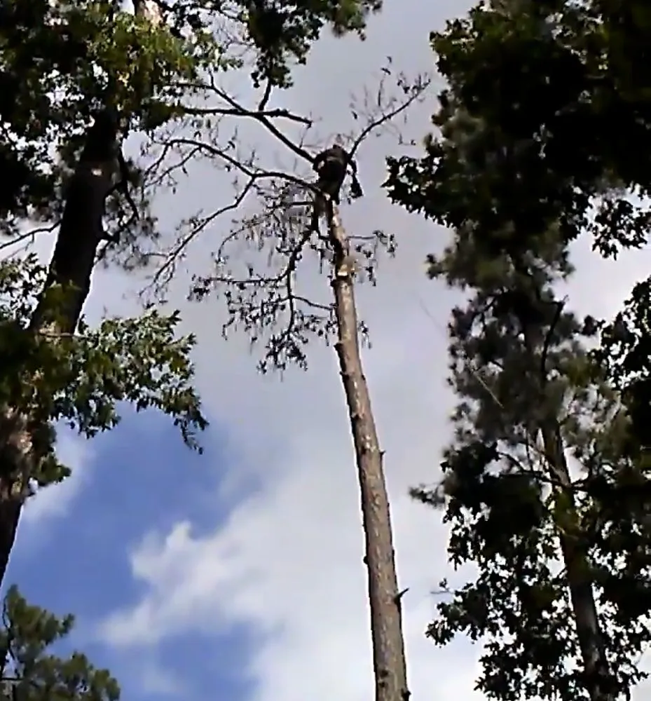 Expert yard cleanup service in Lumberton, TX by A Unity Tree Service