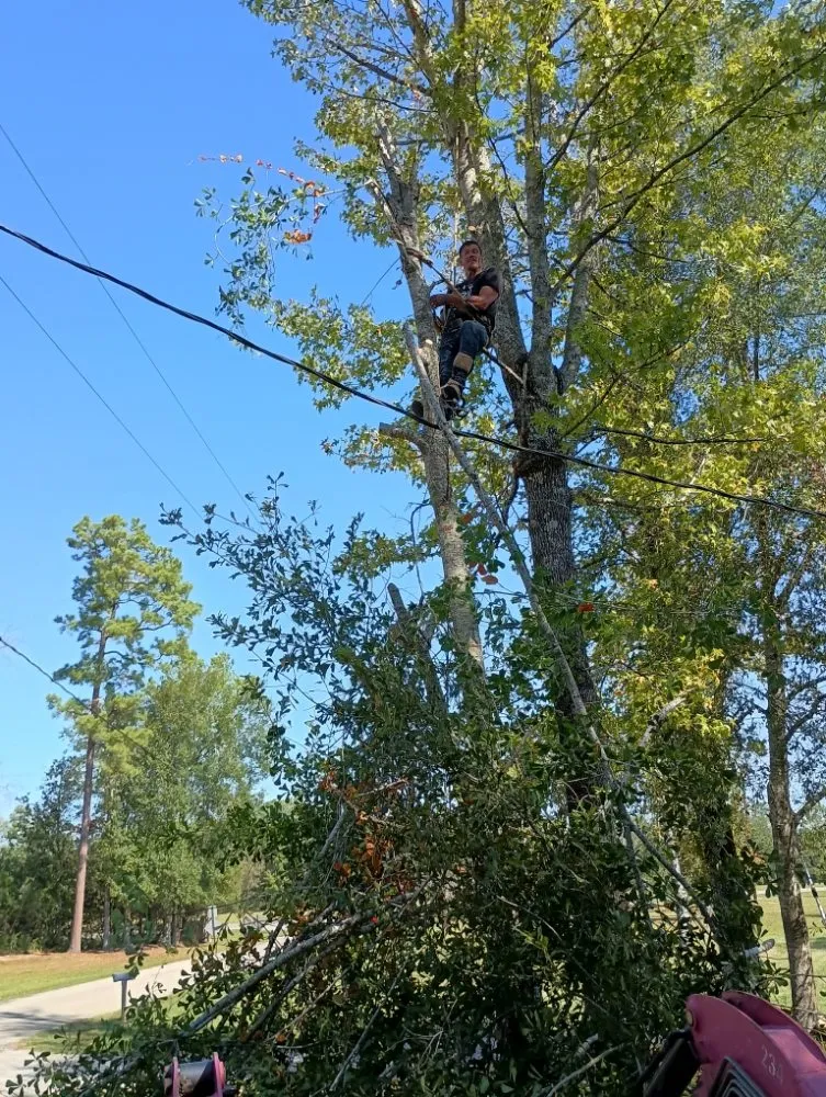 Expert landscaping services in Lumberton, TX by A Unity Tree Service