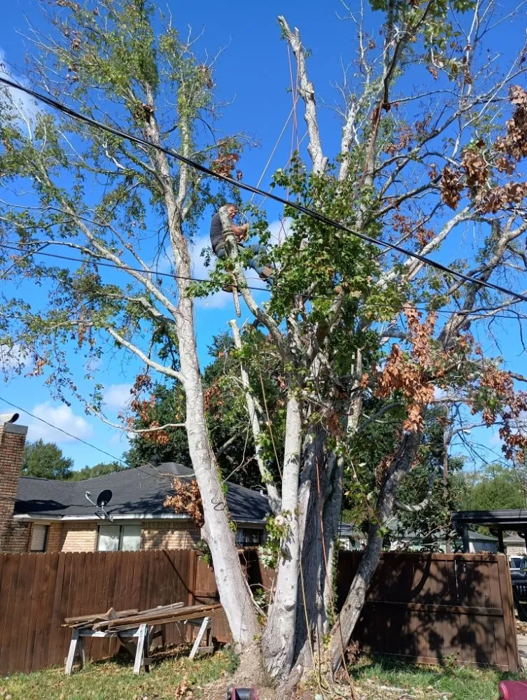 Custom landscape installation for homes in Lumberton, TX by A Unity Tree Service