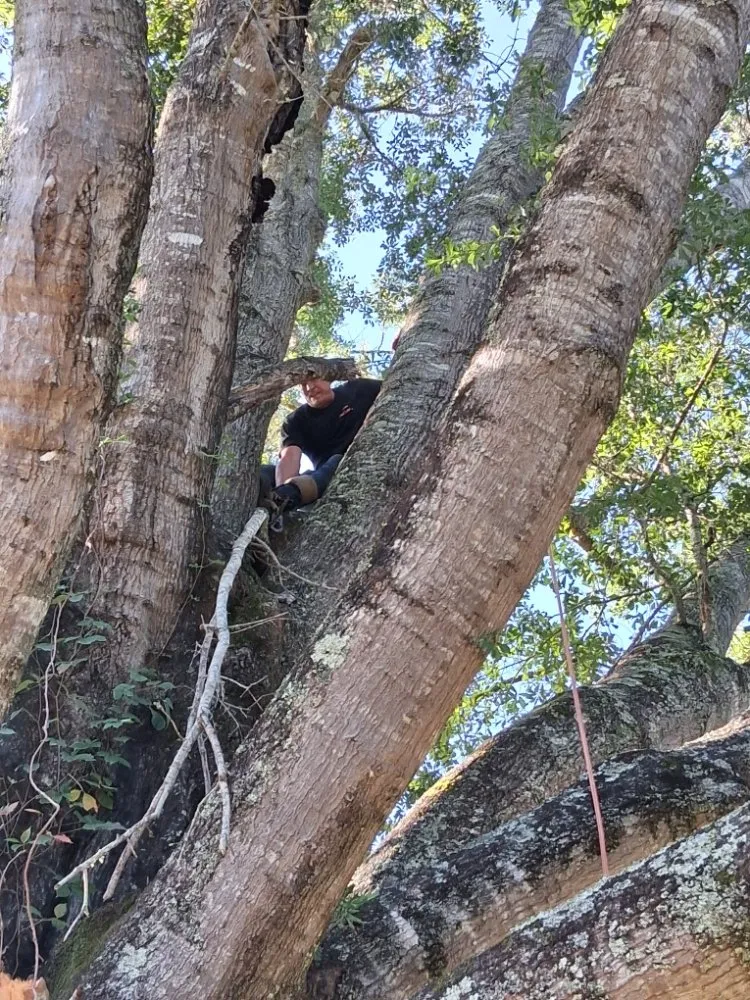 Local landscape installation experts serving Lumberton, TX - A Unity Tree Service