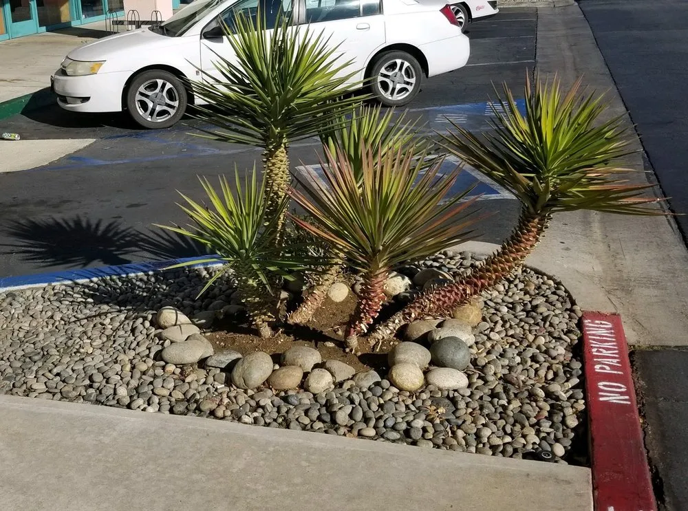 Affordable yard cleanup service in Palmdale, CA - A V Center Maintenance