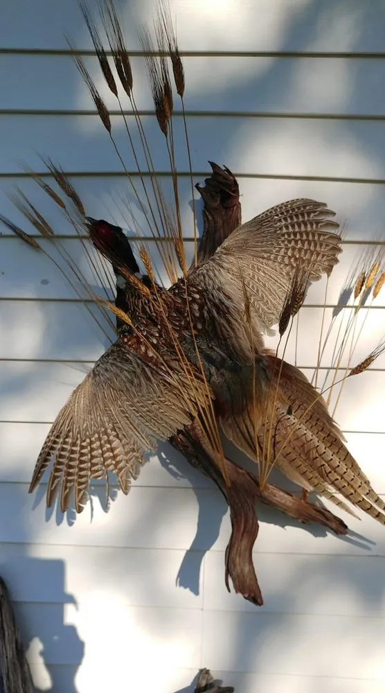 Reliable yard cleanup service in Homosassa, FL - A Whole Hauling & Tree Service