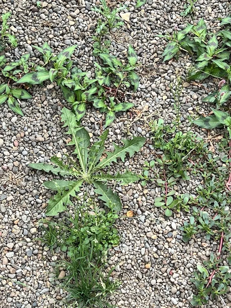 Affordable landscaping services in Portland, OR by A Woman’s Touch Landscaping