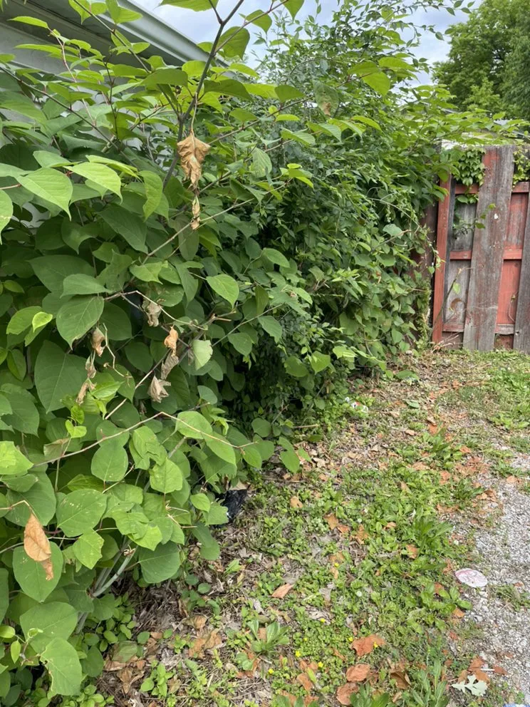 Top-rated outdoor landscaping experts serving Madison, IL - A-Z Design