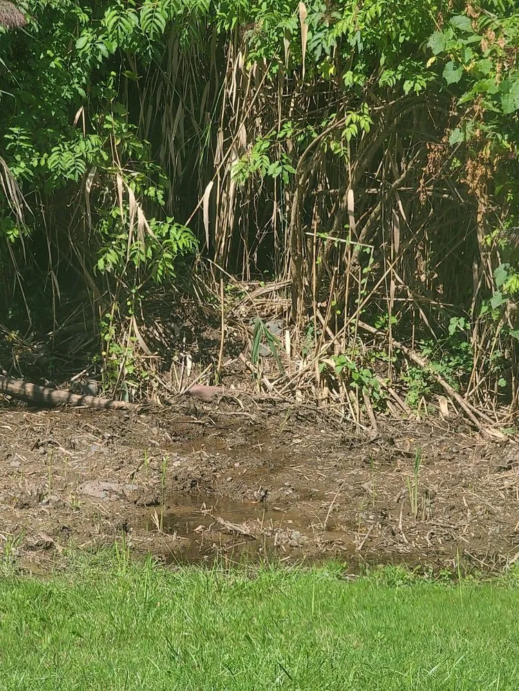 Professional yard cleanup service for residential properties in Neeington, CT by A-Z Services