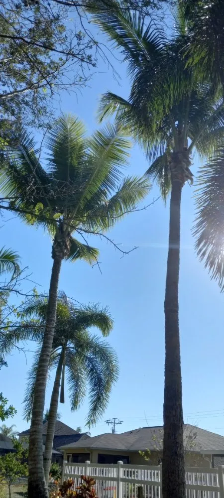 Expert garden landscaping in North Fort Myers, FL by A-Z Tree and Landscaping