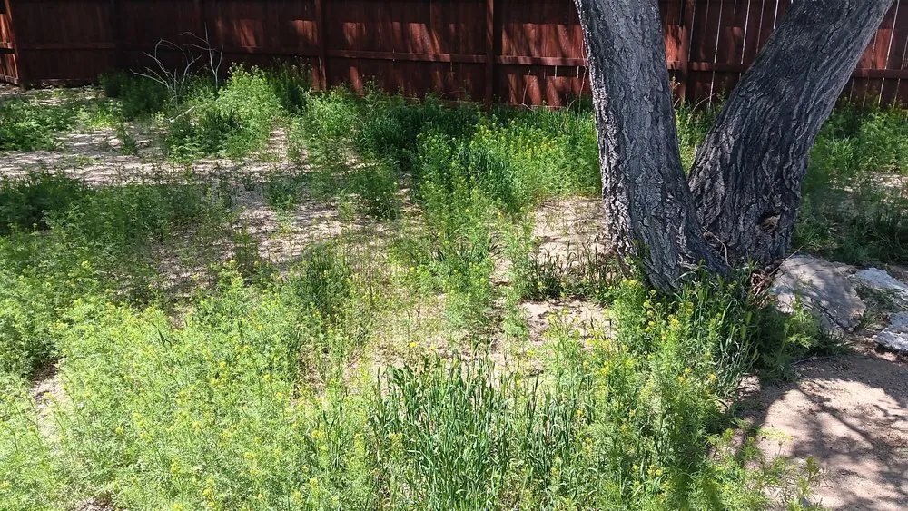 Expert outdoor landscaping in Reno, NV by A1 Junk Services