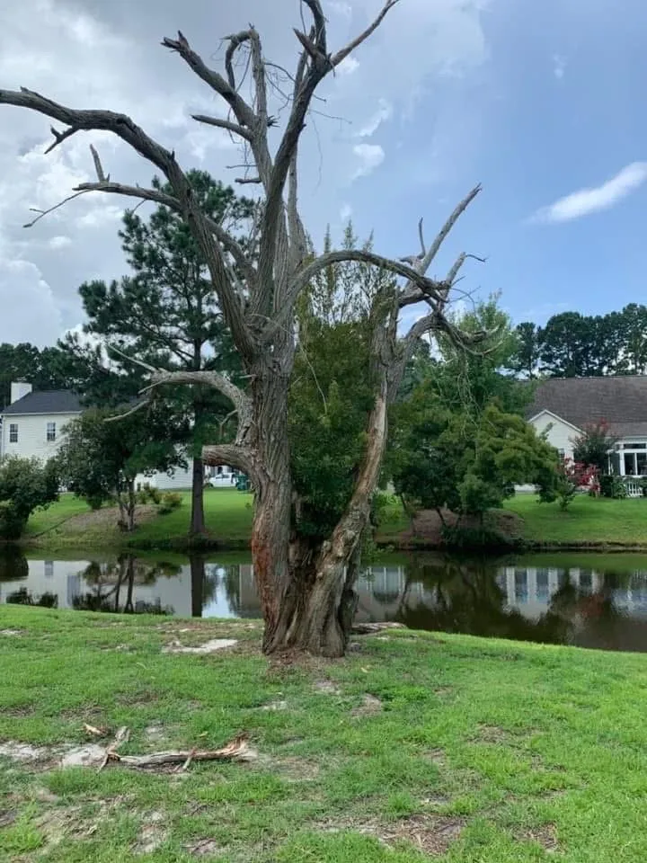 Top-rated yard cleanup service in Marion, SC by A1 Landscaping