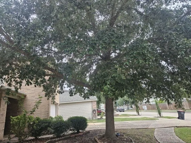 Custom residential landscaping in Sugar Land, TX - A1 Landscaping