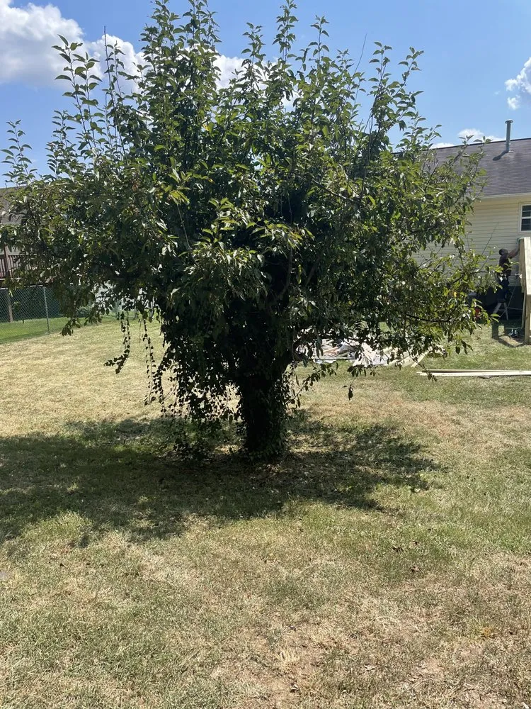 Local landscape installation with custom design across Temple Hills, MD - A1 Landscaping