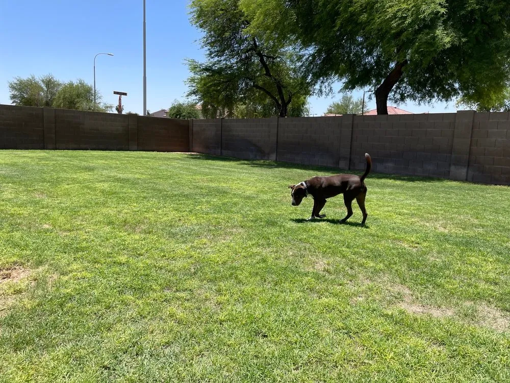Local yard maintenance in Tempe, AZ - A1 Lawn Aeration