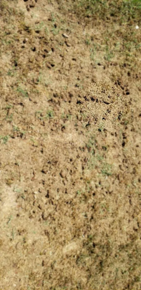 Custom landscape design experts serving Tempe, AZ - A1 Lawn Aeration