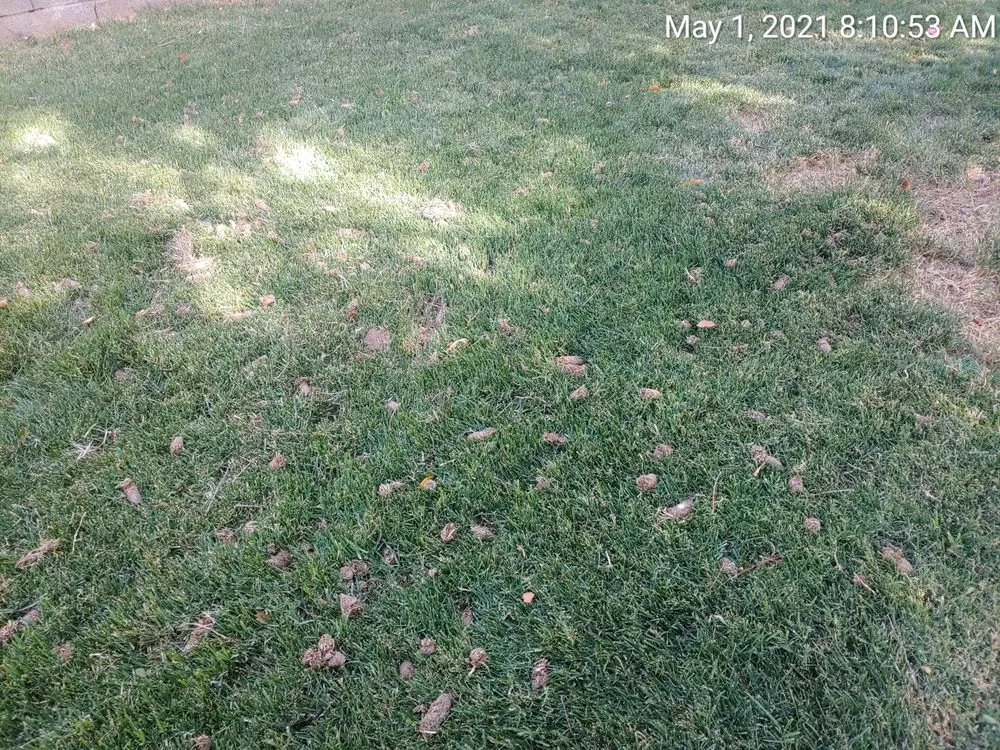 Reliable yard maintenance with custom design across Tempe, AZ - A1 Lawn Aeration