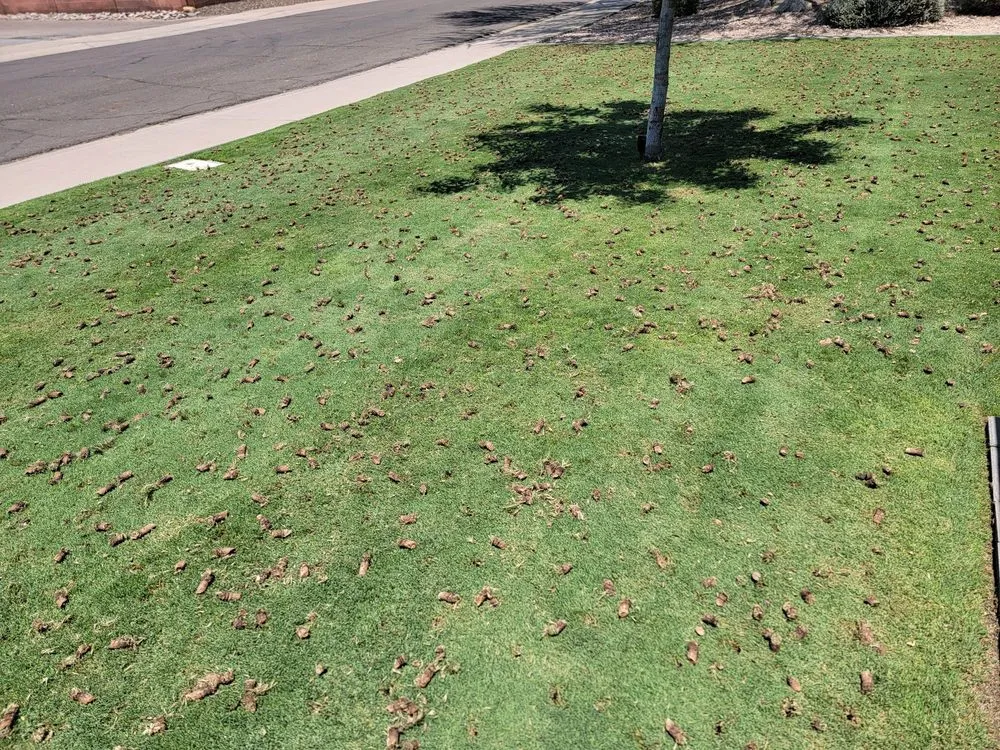 Reliable landscape installation in Tempe, AZ - A1 Lawn Aeration
