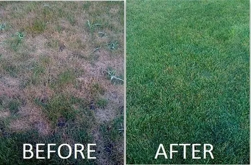 Affordable landscaping services in Tempe, AZ by A1 Lawn Aeration
