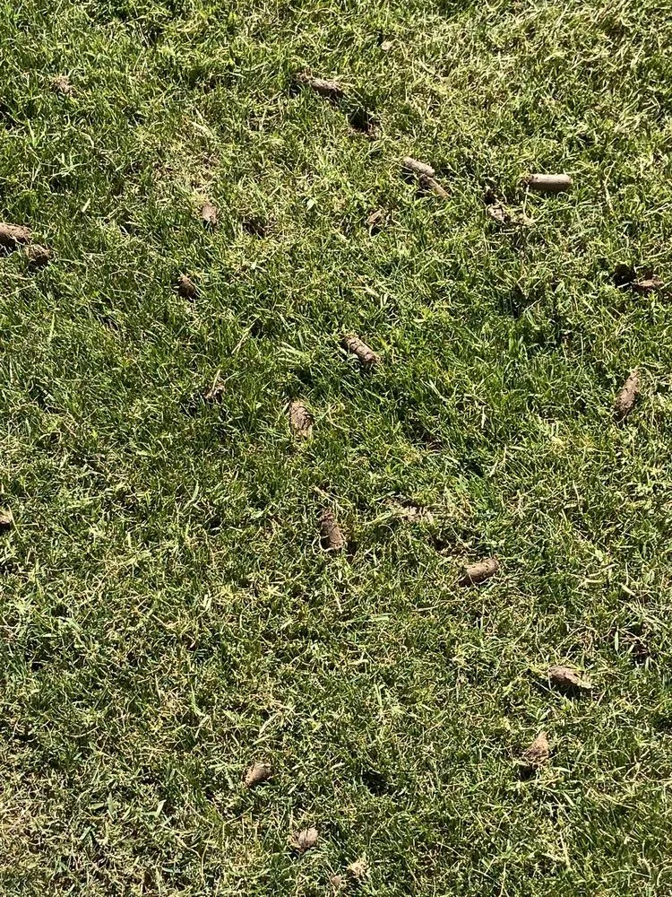 Affordable lawn care service near you in Tempe, AZ by A1 Lawn Aeration