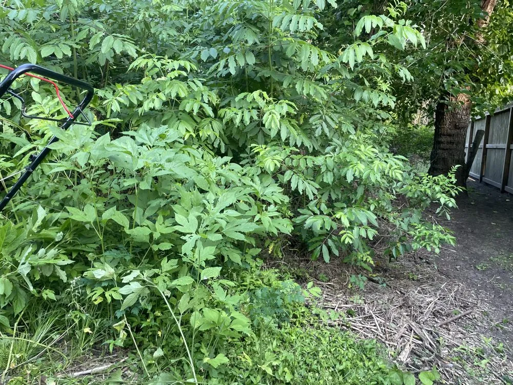 Affordable landscaping services in Channelview, TX by A1 Lawn Care