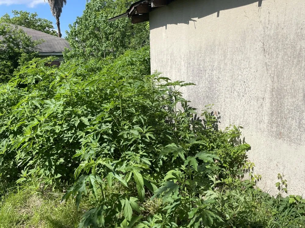 Local lawn care service in Channelview, TX - A1 Lawn Care