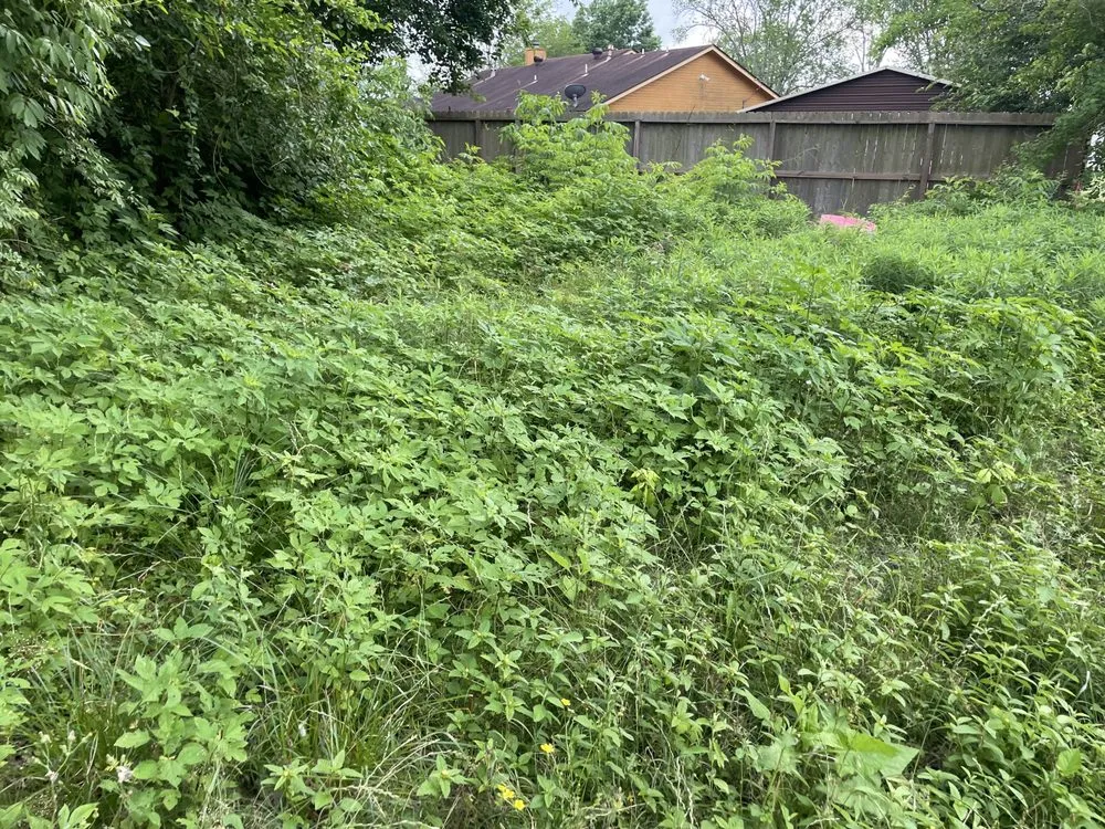 Expert yard cleanup service in Channelview, TX by A1 Lawn Care