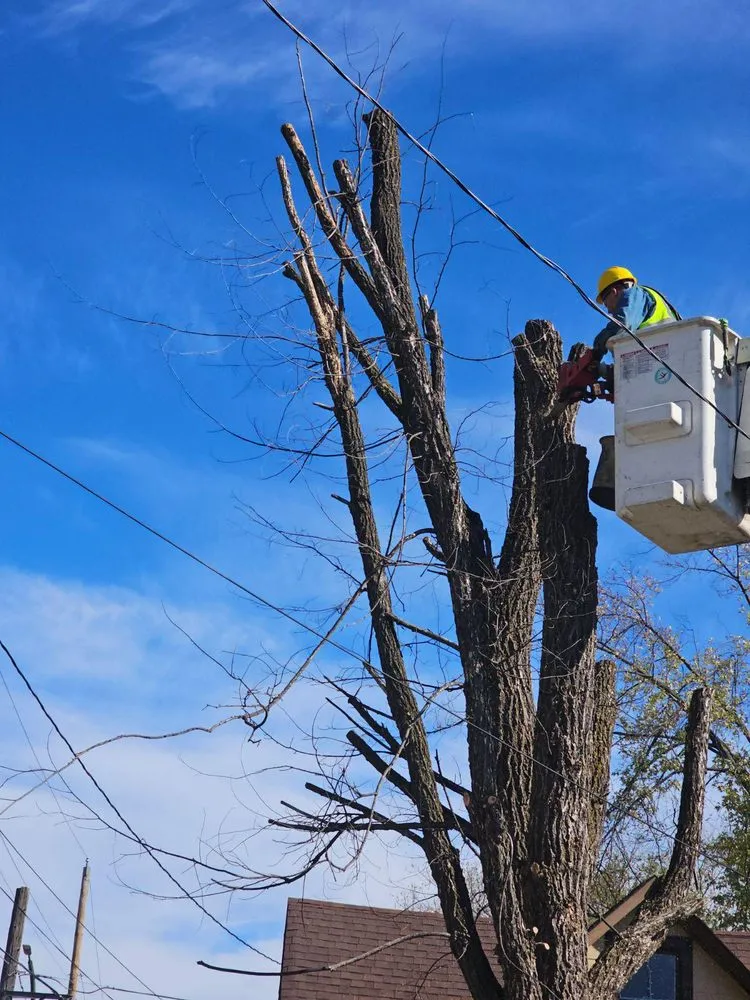 Expert residential landscaping in Cook, MN by A1 Lawn, Snow & Tree Service LLC - Cook, MN