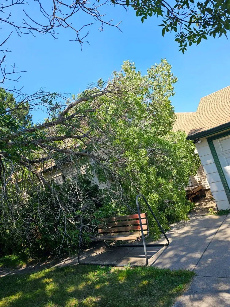 Reliable yard cleanup service in Cook, MN - A1 Lawn, Snow & Tree Service LLC - Cook, MN