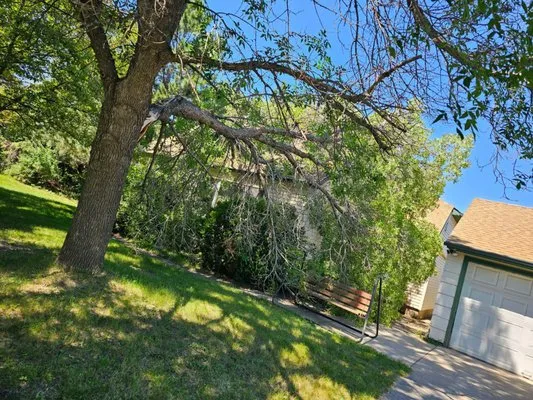 A1 Lawn, Snow & Tree Service LLC - Cook, MN Logo