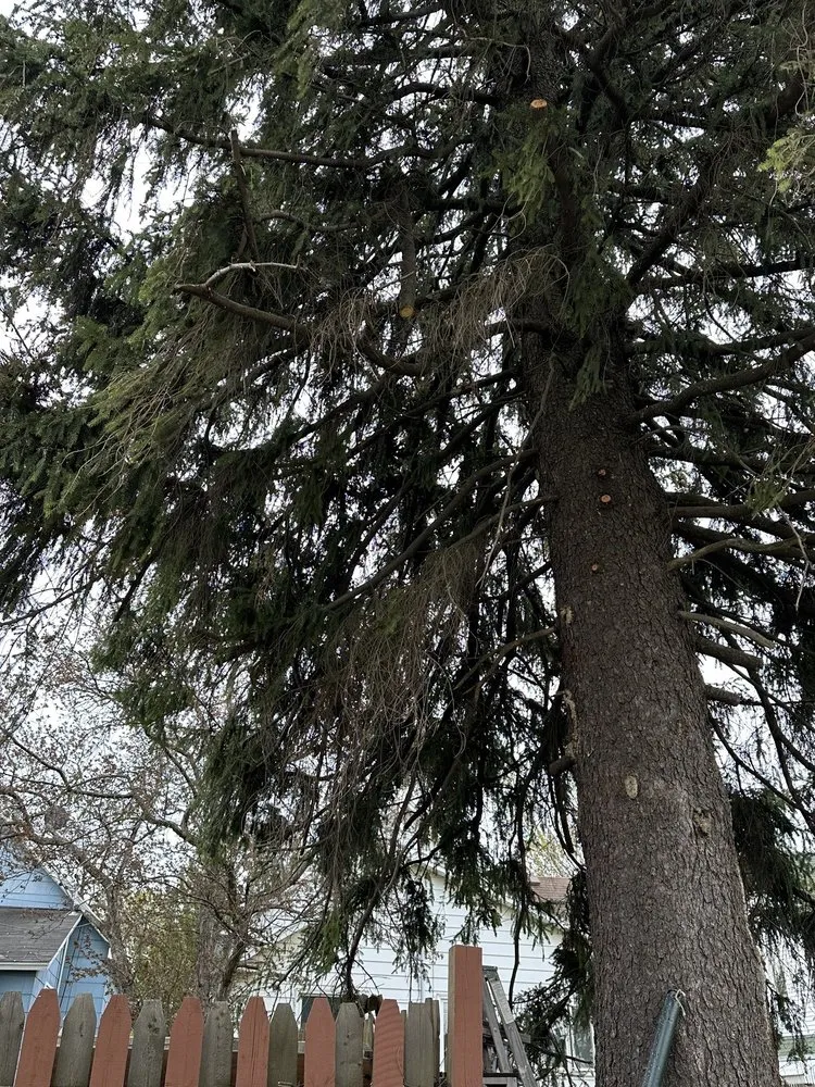 Trusted yard cleanup service experts serving Eveleth, MN - A1 Lawn, Snow & Tree Service LLC - Eveleth, MN