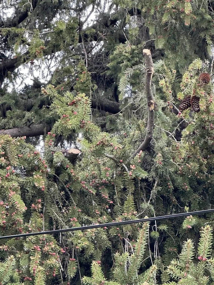 Trusted yard maintenance in Eveleth, MN by A1 Lawn, Snow & Tree Service LLC - Eveleth, MN