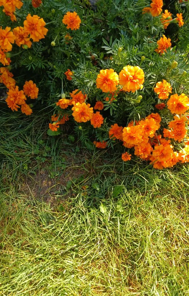 Trusted lawn mowing service in Germantown, OH by A1 Property Maintenance