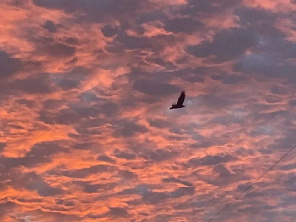 Trusted lawn mowing service in Yucca Valley, CA - A1 Royalty Cleaning Services