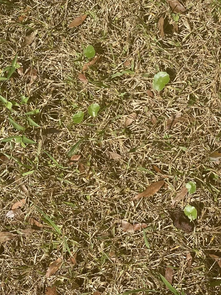 Custom outdoor landscaping for beautiful yards across Jacksonville, FL - A1 Sod