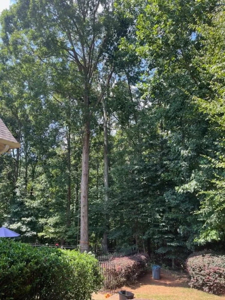 Professional landscape installation with custom design across WoodStock, GA - A1 Tree & Landscaping
