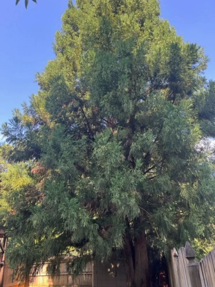 Reliable garden landscaping for beautiful yards across WoodStock, GA - A1 Tree & Landscaping