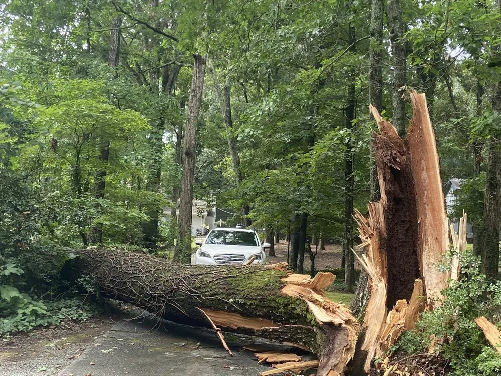 Expert yard cleanup service in WoodStock, GA - A1 Tree & Landscaping
