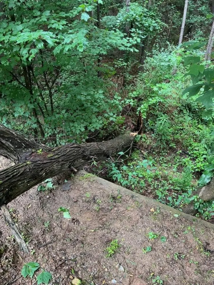 Trusted yard cleanup service in WoodStock, GA - A1 Tree & Landscaping