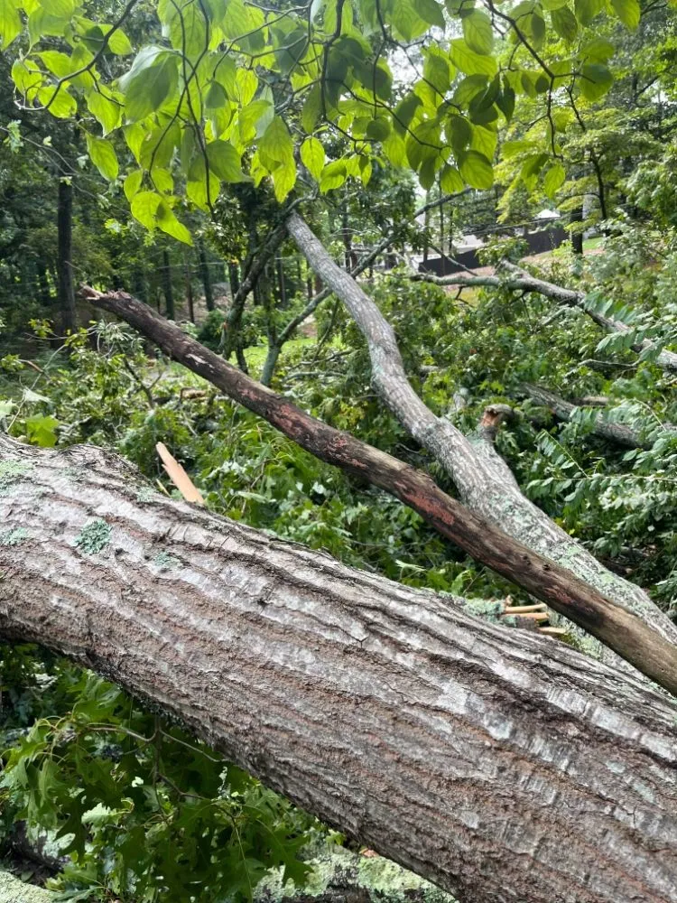 Top-rated yard cleanup service in WoodStock, GA by A1 Tree & Landscaping