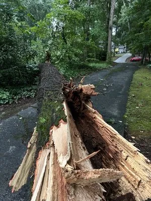 A1 Tree & Landscaping Logo